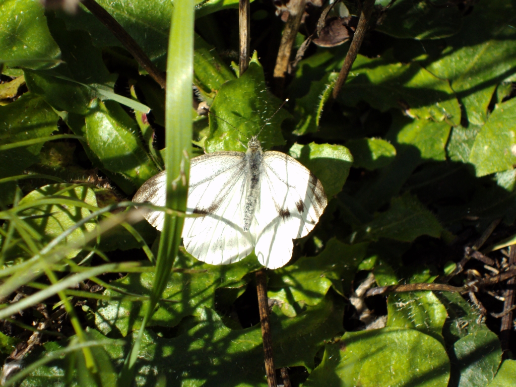 Bielinek kapustnik (Pieris brassicae)