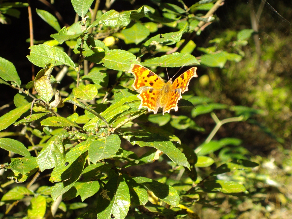 Rusałka ceik (Polygonia c-album)