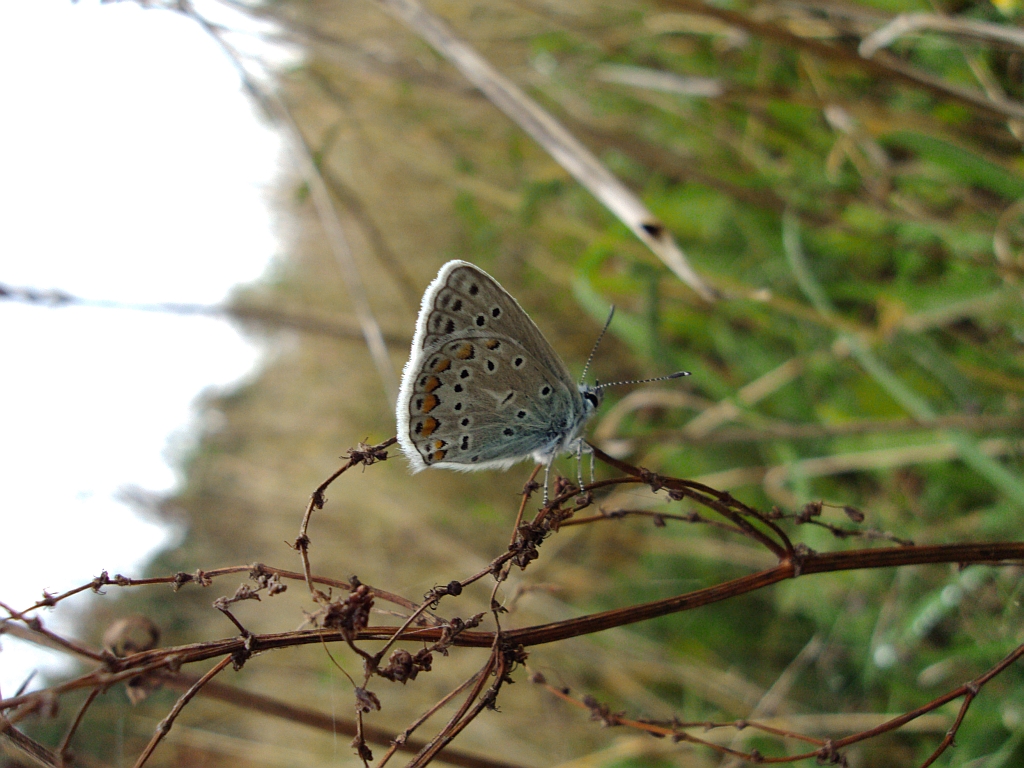 Modraszek ikar (Polyommatus icarus)