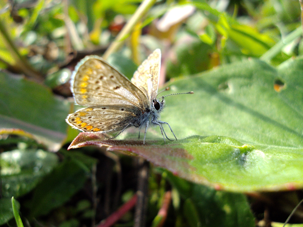 Modraszek agestis (Aricia agestis)