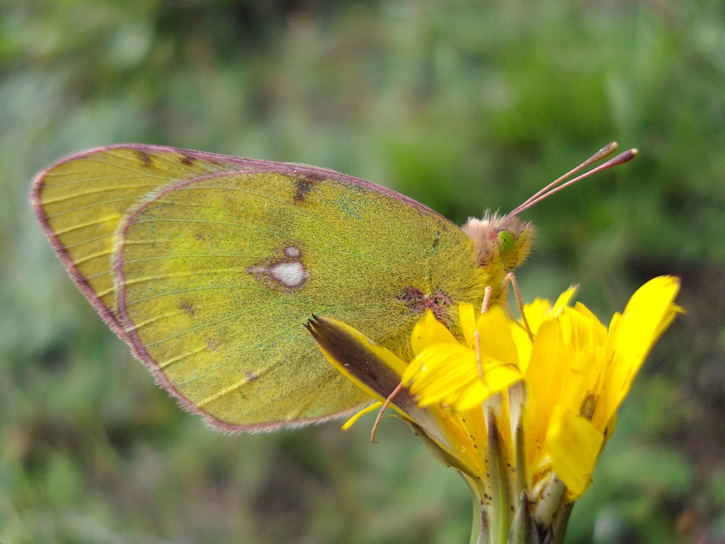 Szlaczkoń siarecznik (Colias hyale)