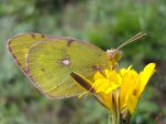Szlaczkoń siarecznik (Colias hyale)