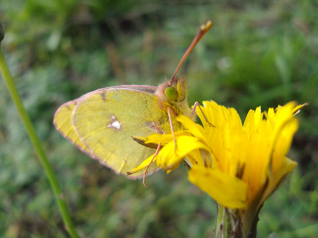 Szlaczkoń siarecznik (Colias hyale)