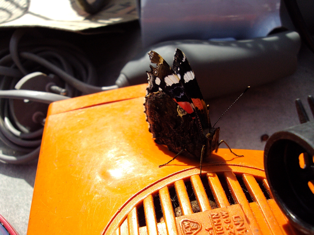 Rusałka admirał (Vanessa atalanta)