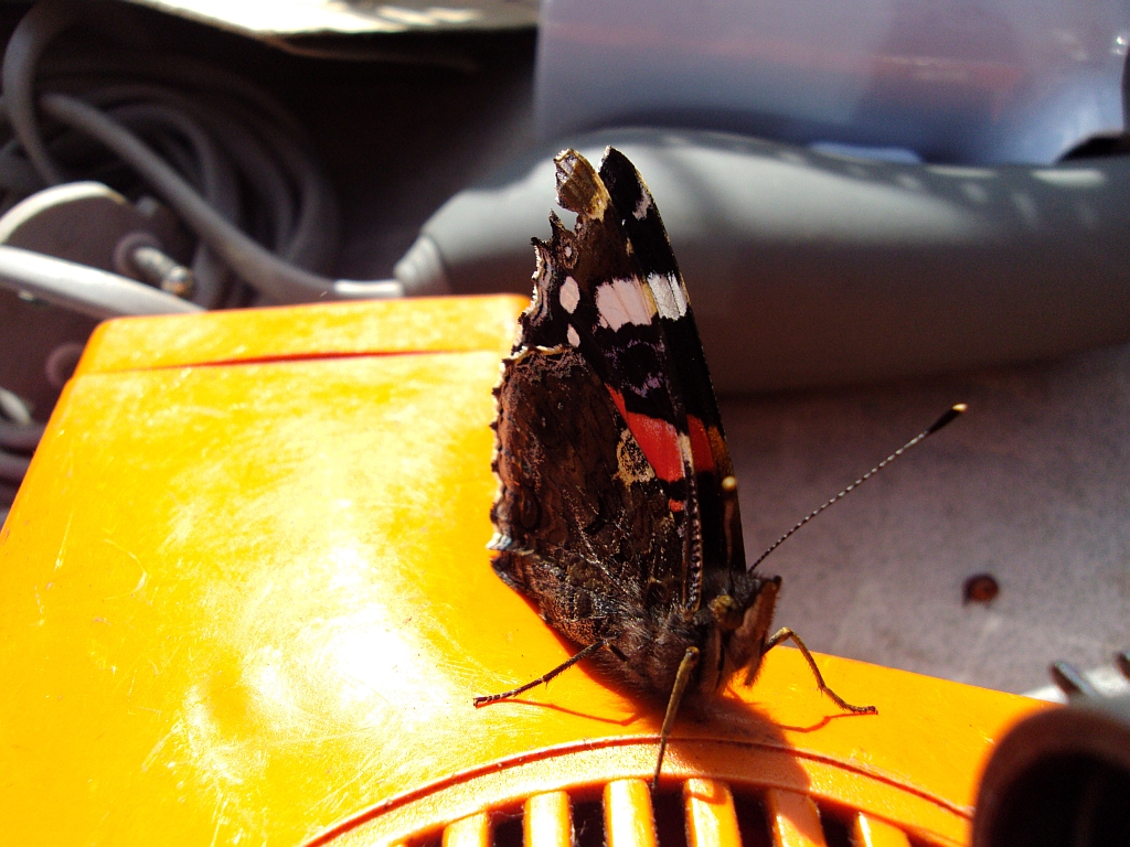 Rusałka admirał (Vanessa atalanta)
