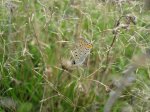 Czerwończyk uroczek (Lycaena tityrus, syn. Heodes tityrus)