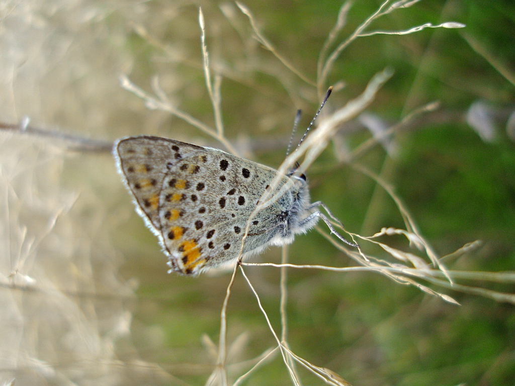 Czerwończyk uroczek (Lycaena tityrus, syn. Heodes tityrus)