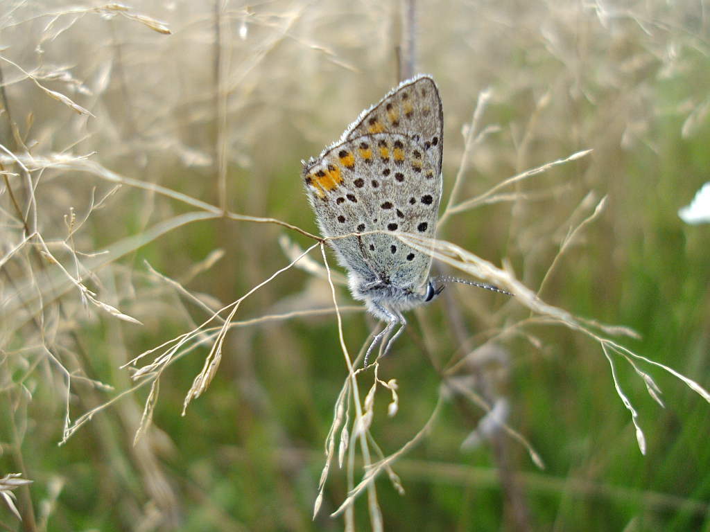 Czerwończyk uroczek (Lycaena tityrus, syn. Heodes tityrus)