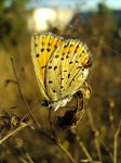 Czerwończyk uroczek (Lycaena tityrus)