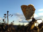 Czerwończyk uroczek (Lycaena tityrus)