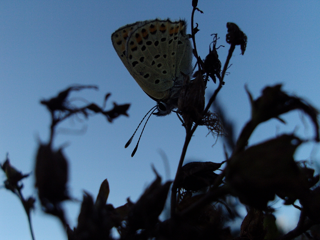 Czerwończyk uroczek (Lycaena titurus)