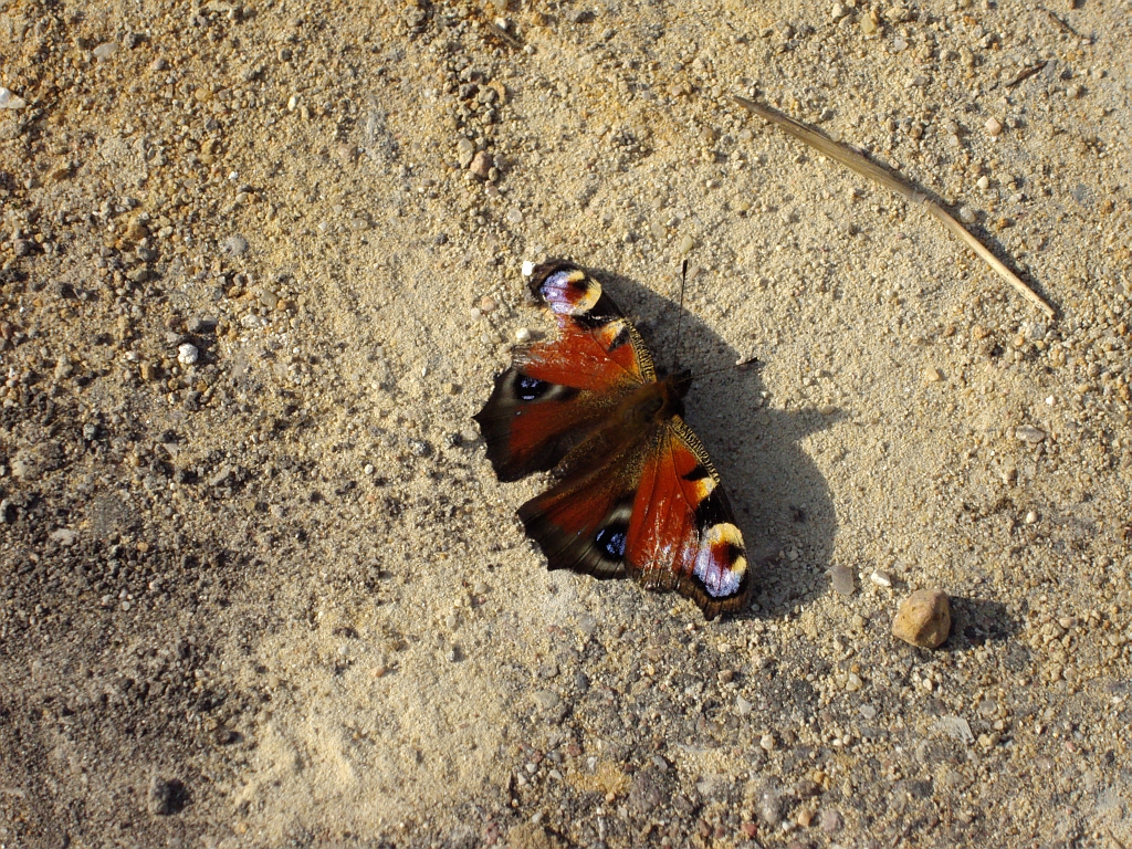 Rusałka pawik (Inachis io)