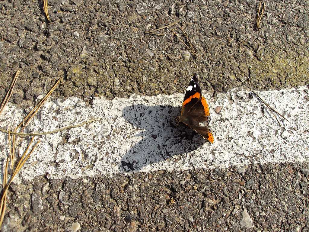 Rusałka admirał (Vanessa atalanta)
