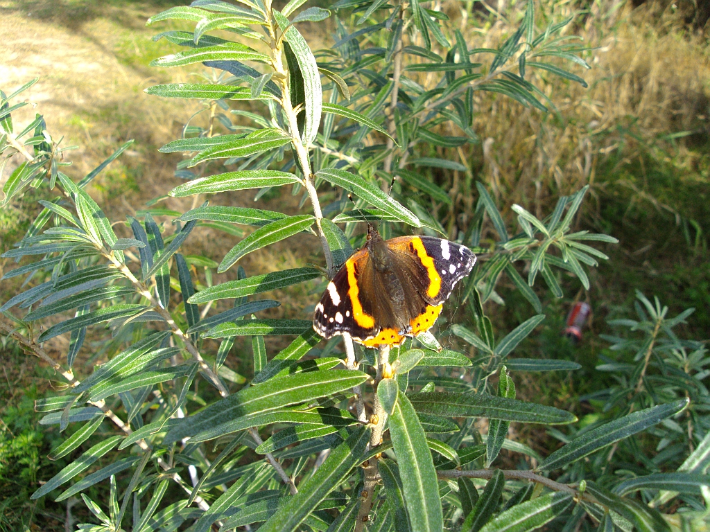 Rusałka admirał (Vanessa atalanta)