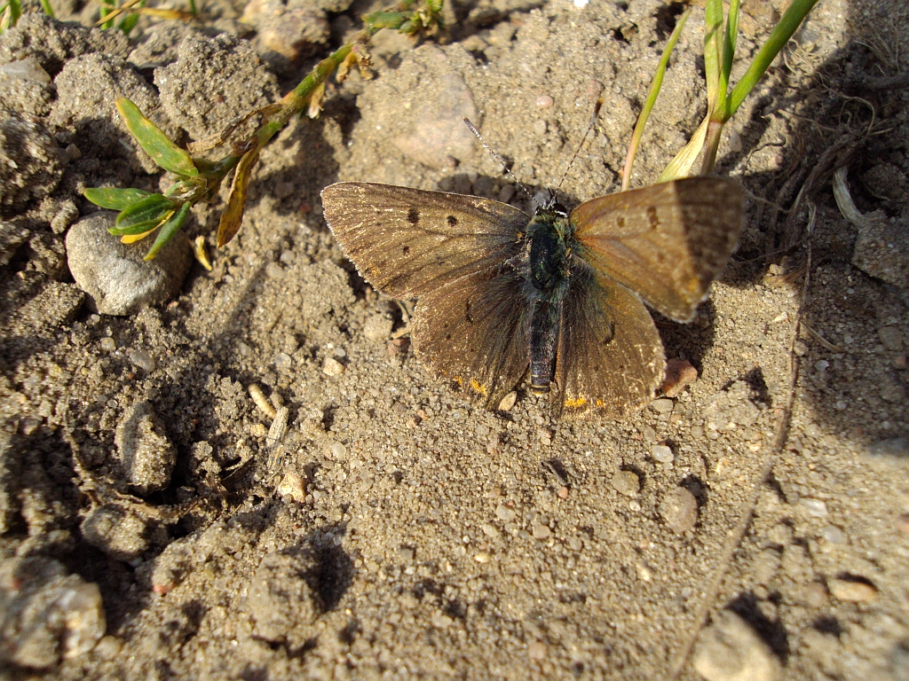 Czerwończyk uroczek (Lycaena tityrus)