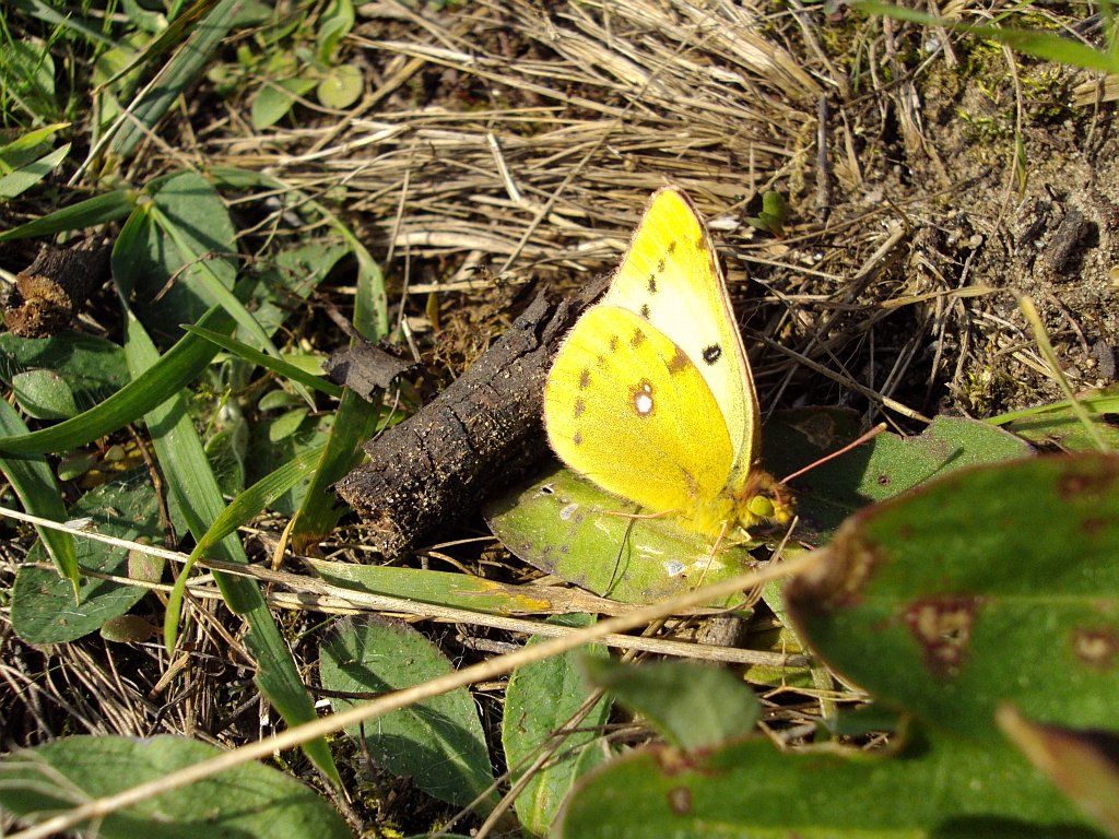 Szlaczkoń siarecznik (Colias hyale)