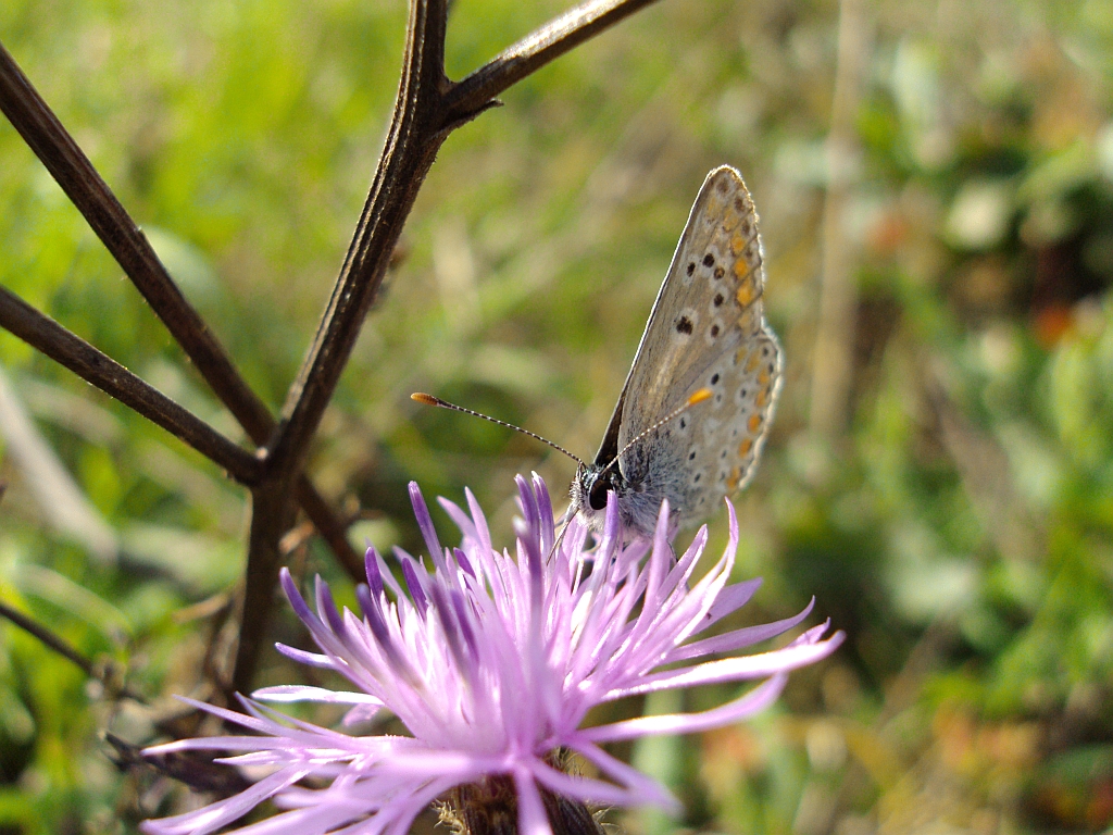 Modraszek agestis (Aricia agestis)