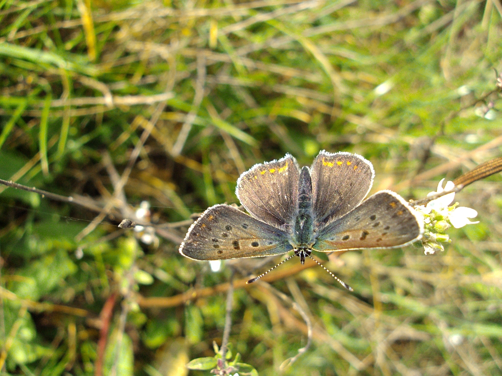 Czerwończyk uroczek (Lycaena tityrus)