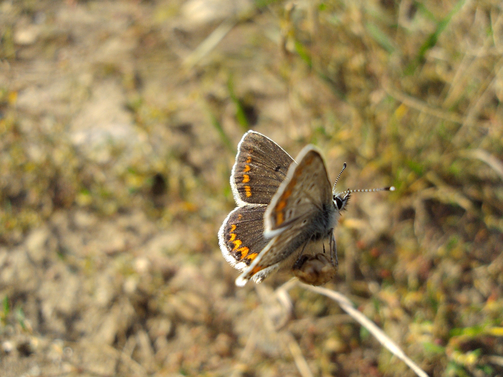 Modraszek agestis (Aricia agestis)