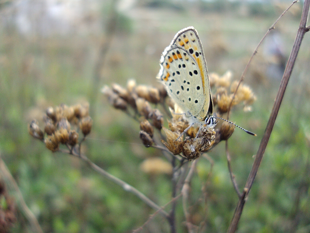 Czerwończyk uroczek (Lycaena tityrus)