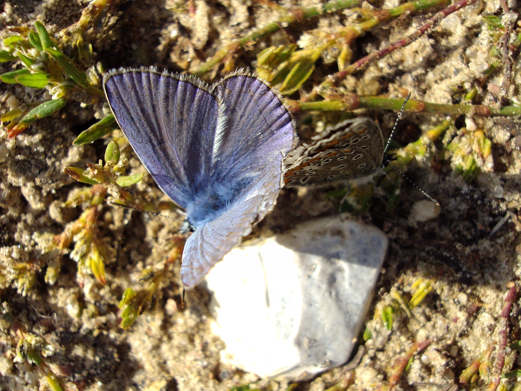 Modraszek ikar (Polyommatus icarus)