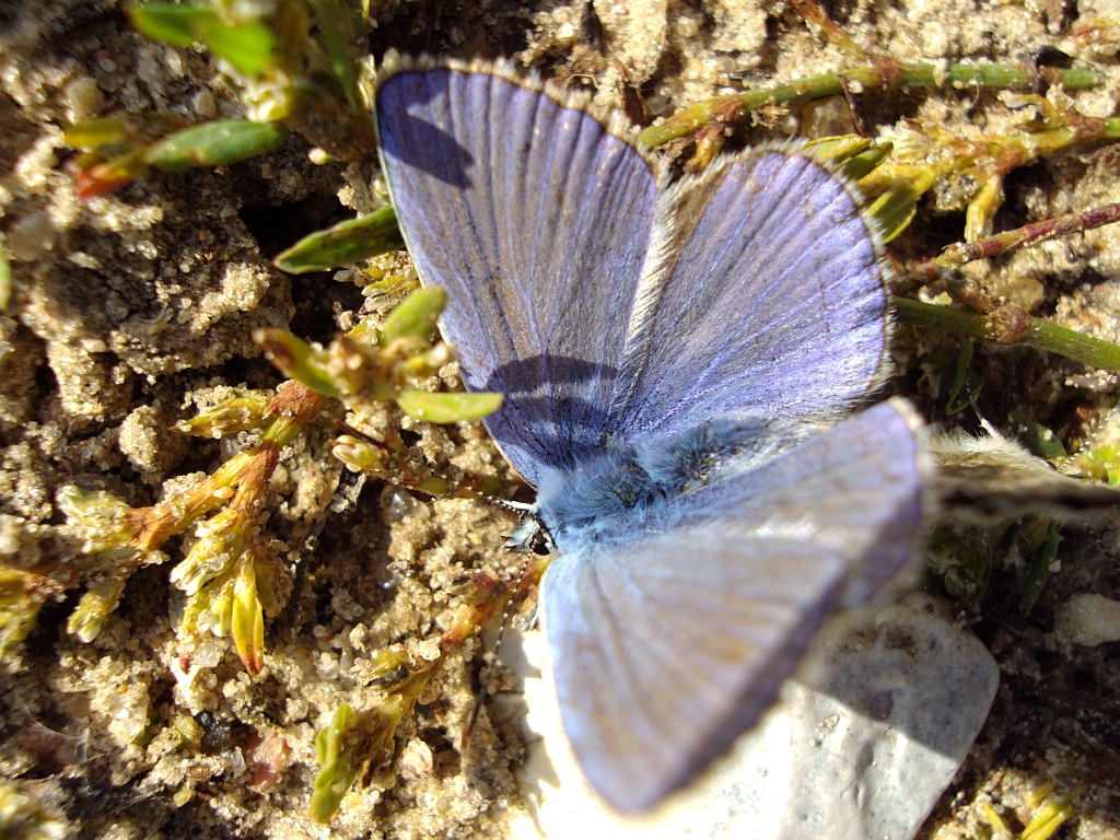 Modraszek ikar (Polyommatus icarus)