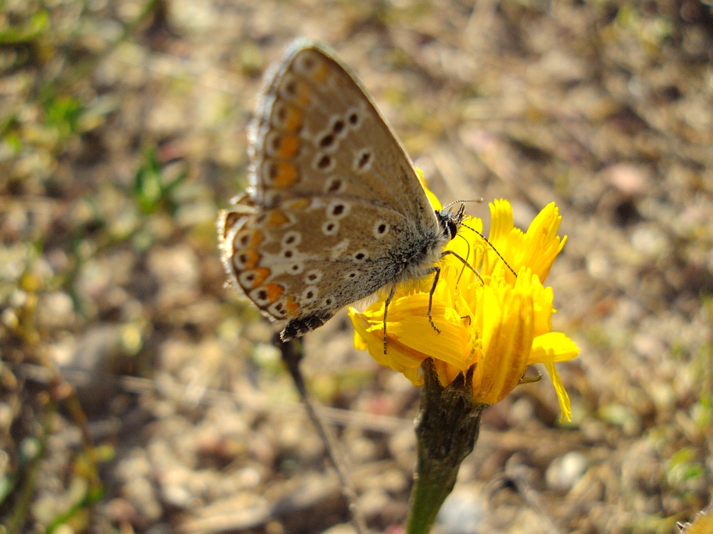 Modraszek agestis (Aricia agestis)
