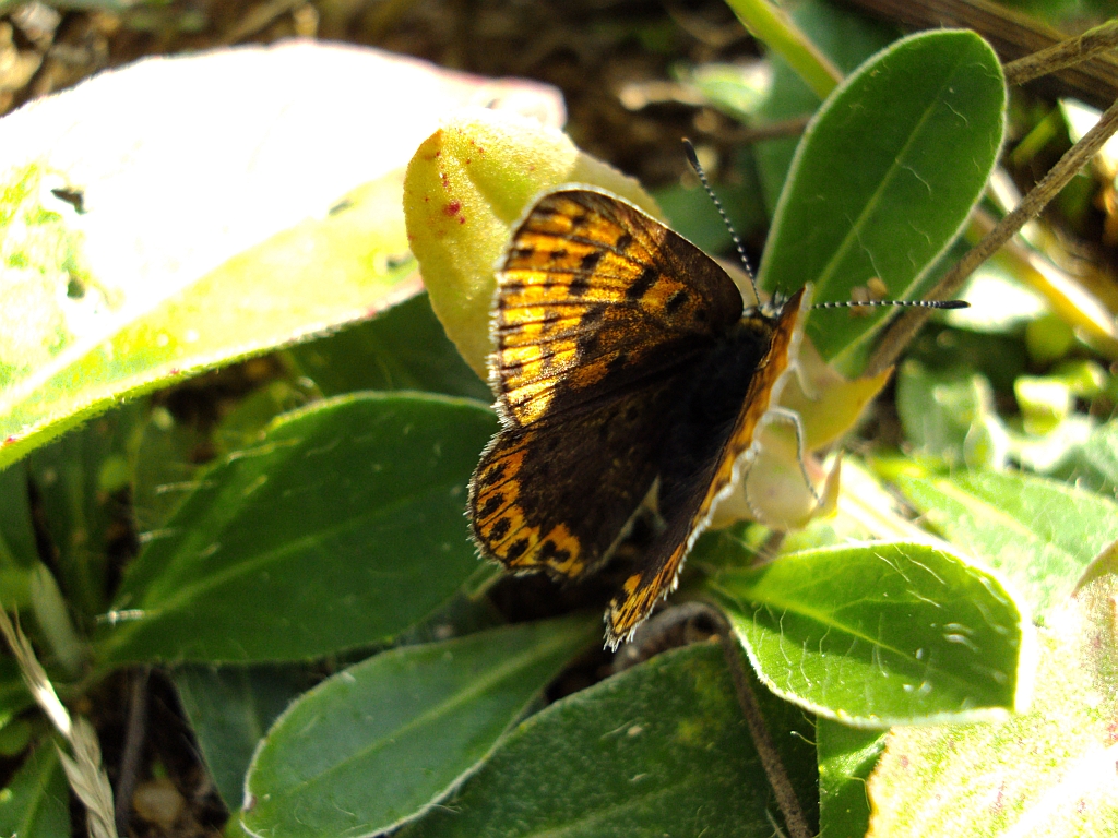 Czerwończyk uroczek (Lycaena tityrus)