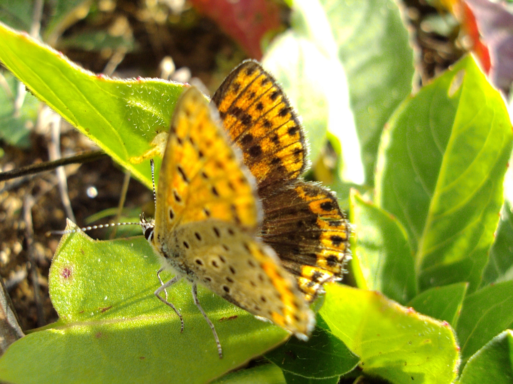 Czerwończyk uroczek (Lycaena tityrus)
