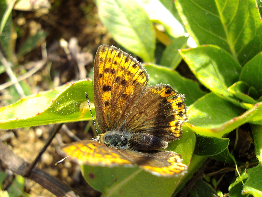 Czerwończyk uroczek (Lycaena tityrus)