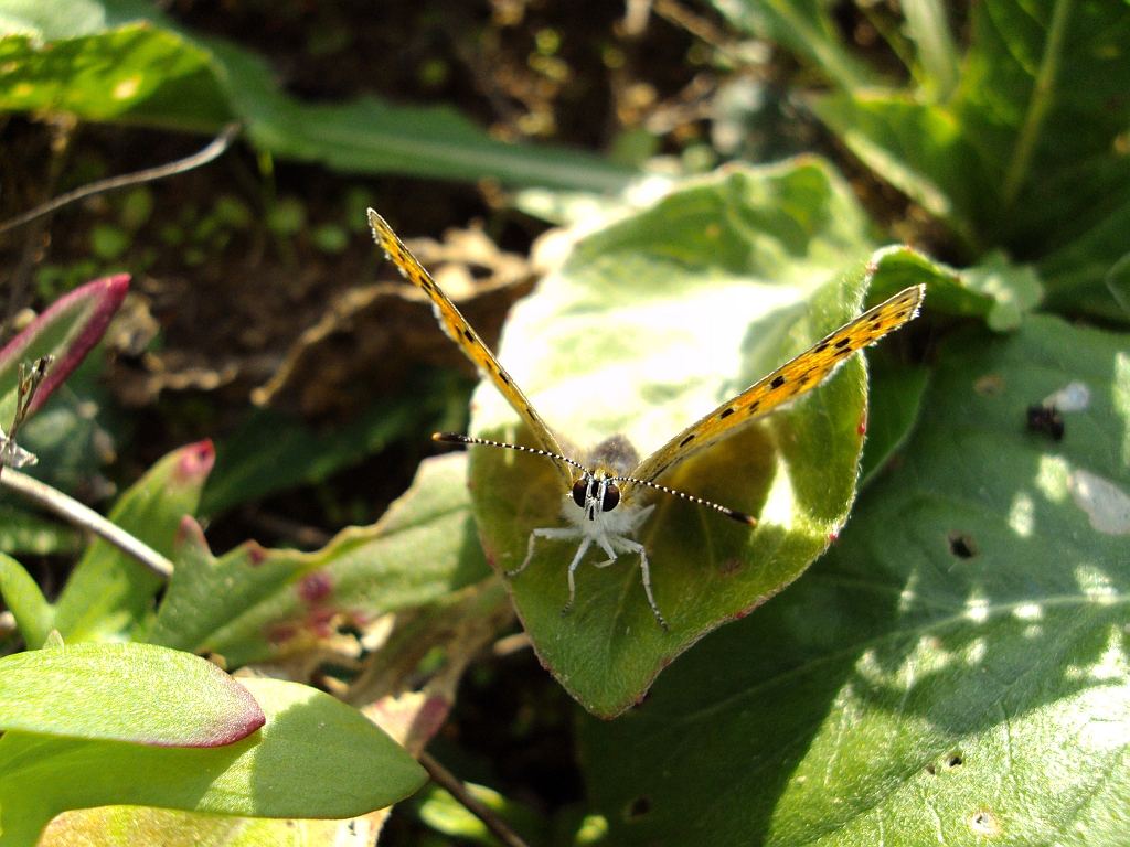 Czerwończyk uroczek (Lycaena tityrus)