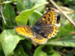Czerwończyk uroczek (Lycaena tityrus)