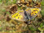 Czerwończyk uroczek (Lycaena tityrus)