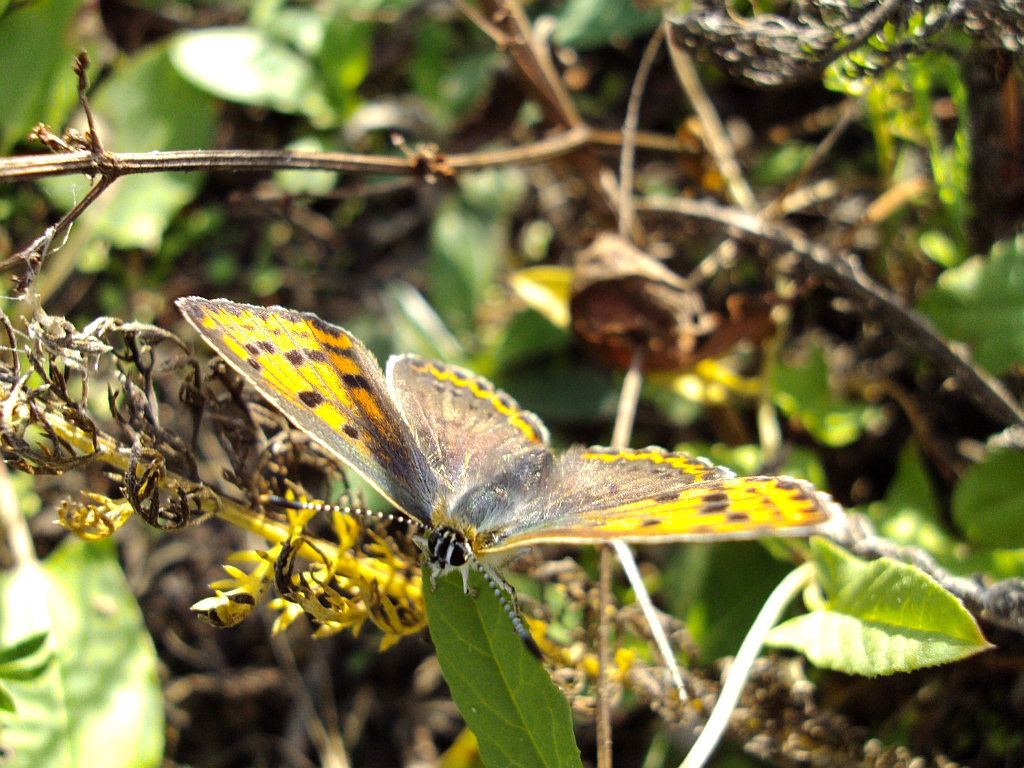 Czerwończyk uroczek (Lycaena tityrus)