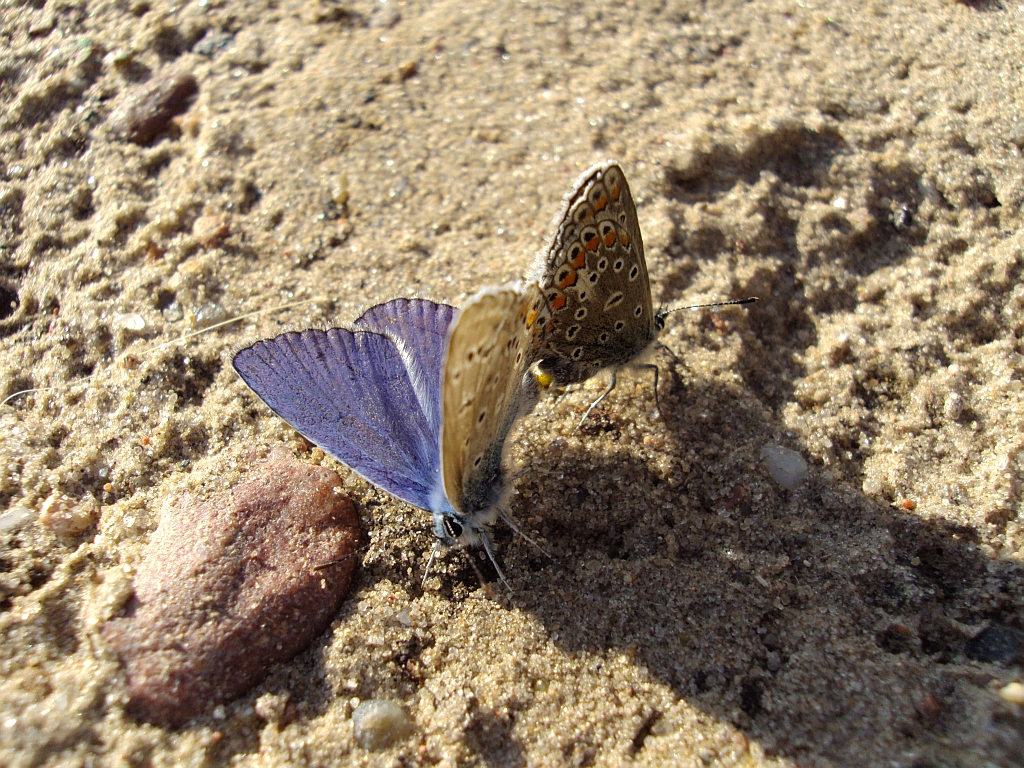Modraszek ikar (Polyommatus icarus)
