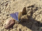 Modraszek ikar (Polyommatus icarus)