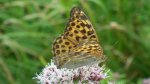 Dostojka malinowiec (Argynnis paphia)