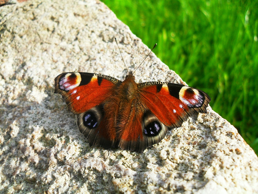 Rusałka pawik (Inachis io)