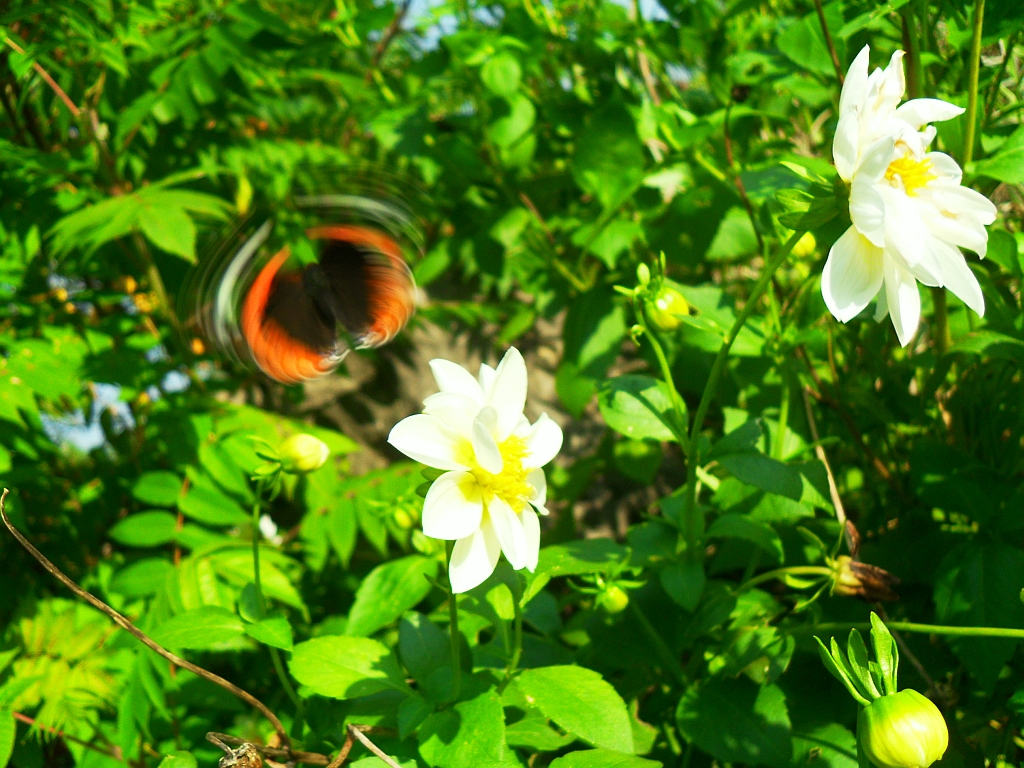 Rusałka admirał (Vanessa atalanta)
