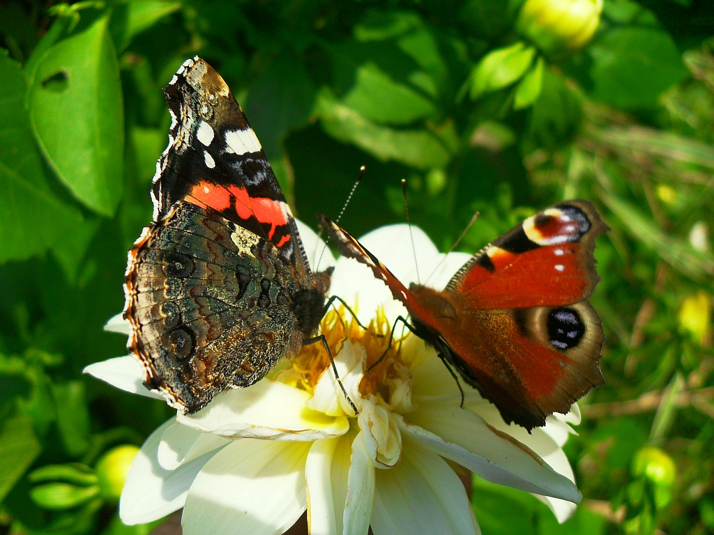 Rusałka admirał (Vanessa atalanta), Rusałka pawik (Inachis io)