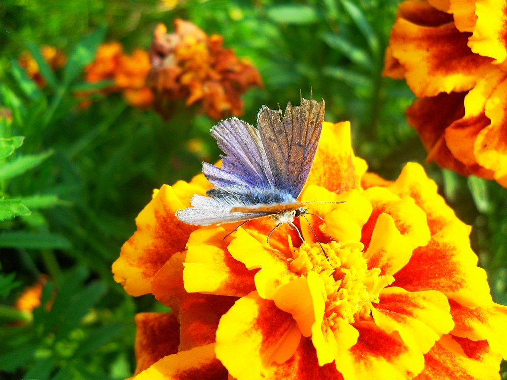 Modraszek ikar (Polyommatus icarus)