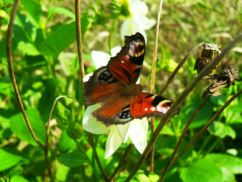 Rusałka pawik (Inachis io)