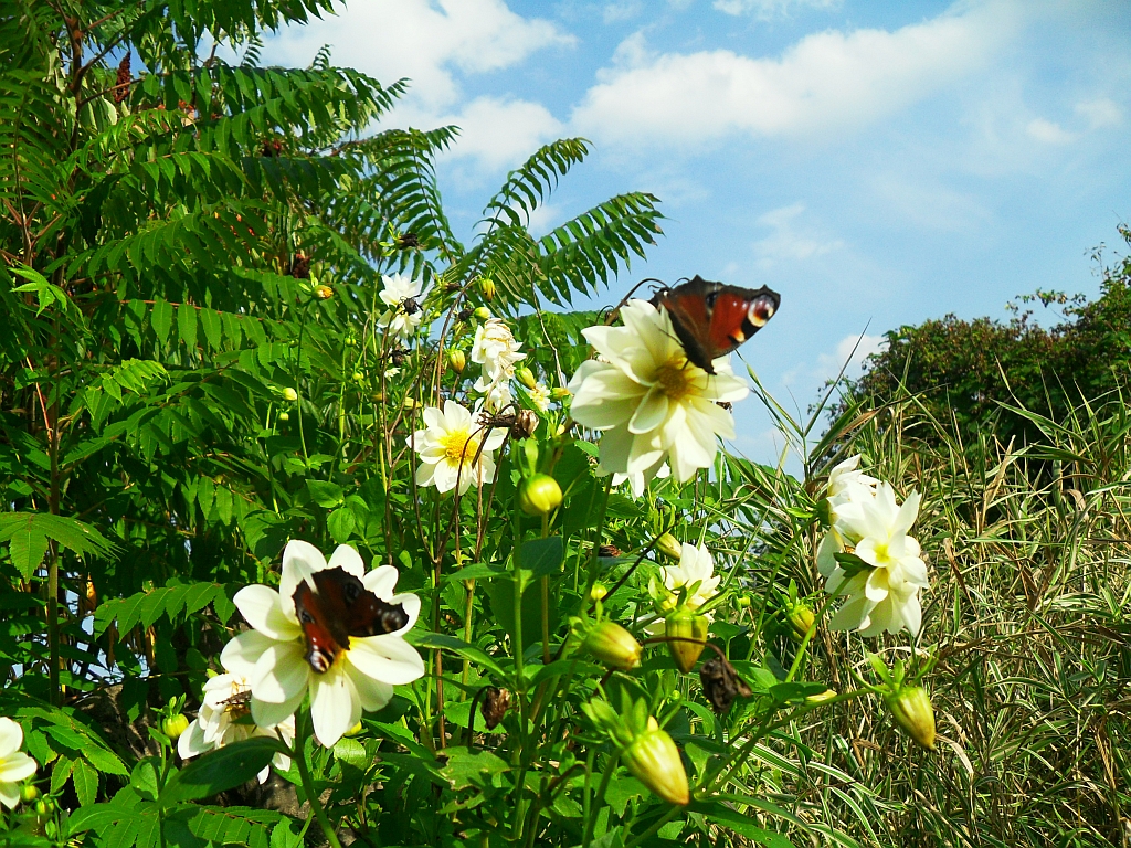 Rusałka pawik (Inachis io)