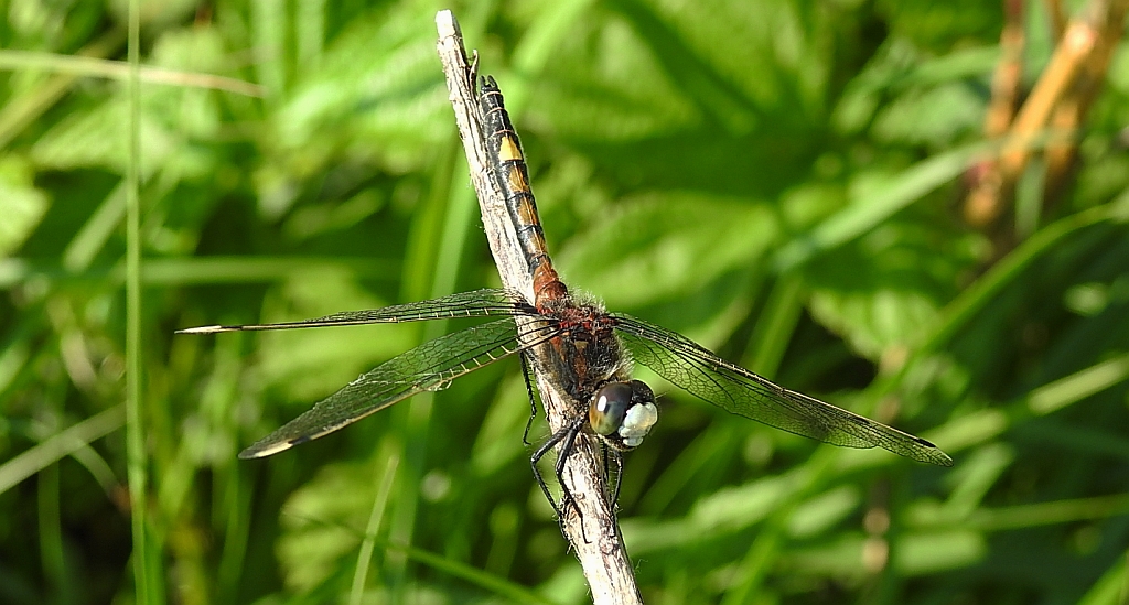 Zalotka większa (Leucorrhinia pectoralis)