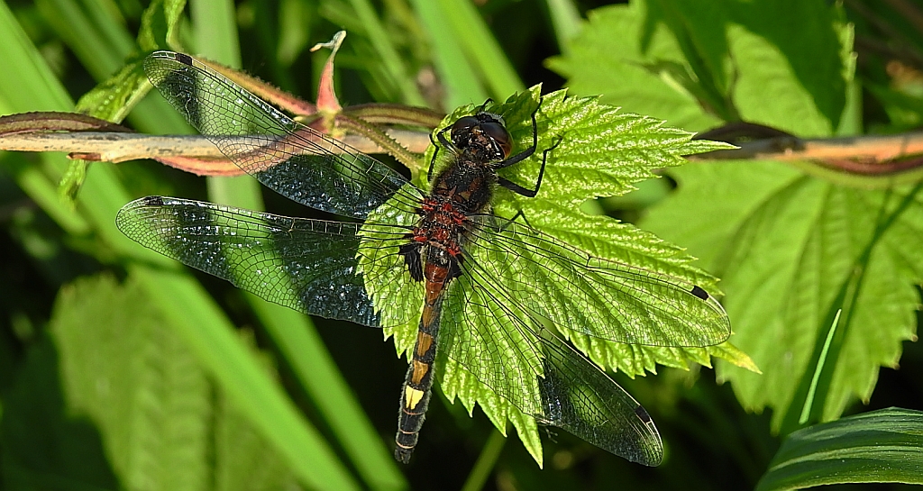 Zalotka większa (Leucorrhinia pectoralis)