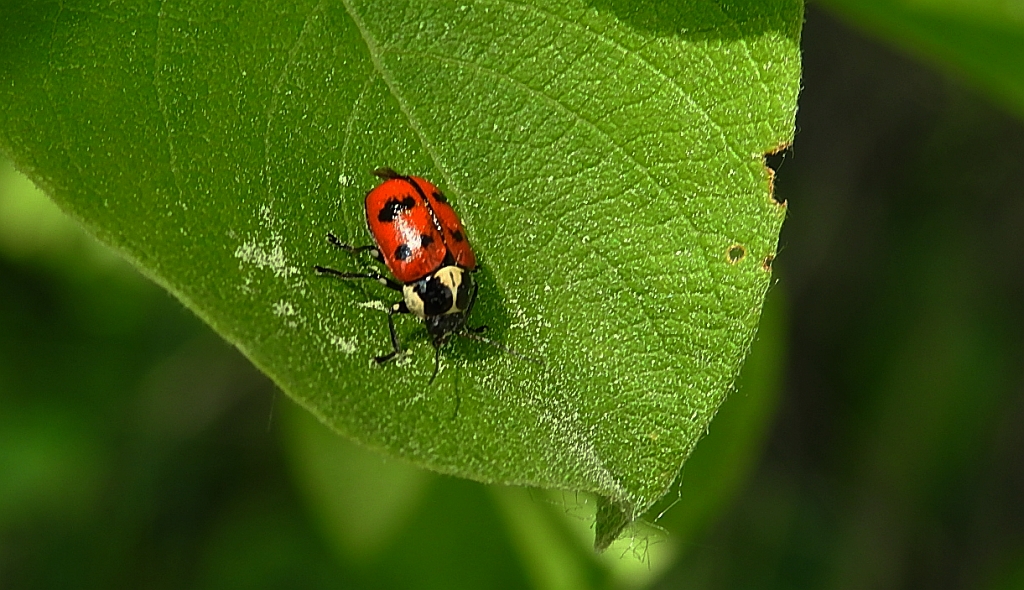 Cryptocephalus octopunctatus
