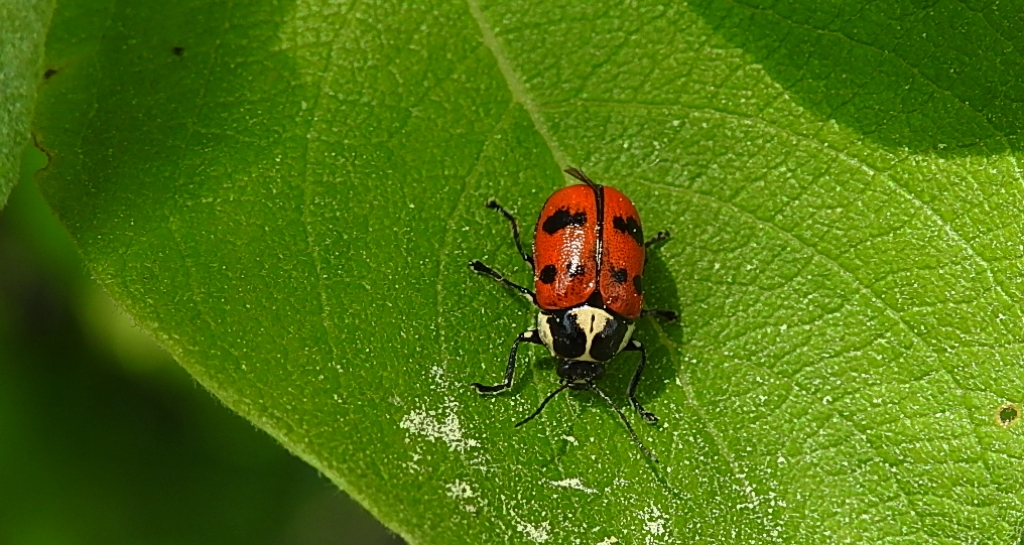 Cryptocephalus octopunctatus