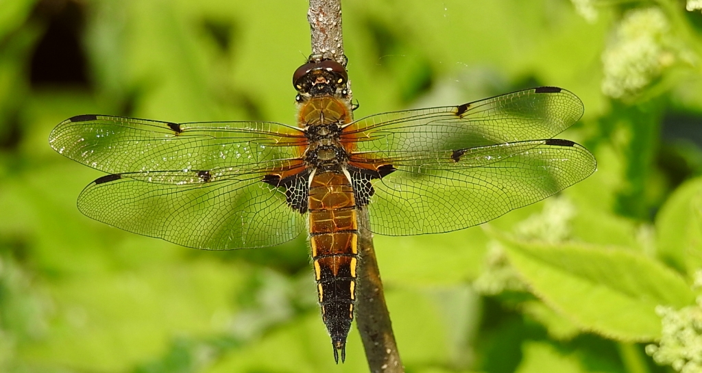 Ważka czteroplama (Libellula quadrimaculata)