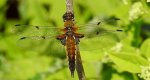 Ważka czteroplama (Libellula quadrimaculata)