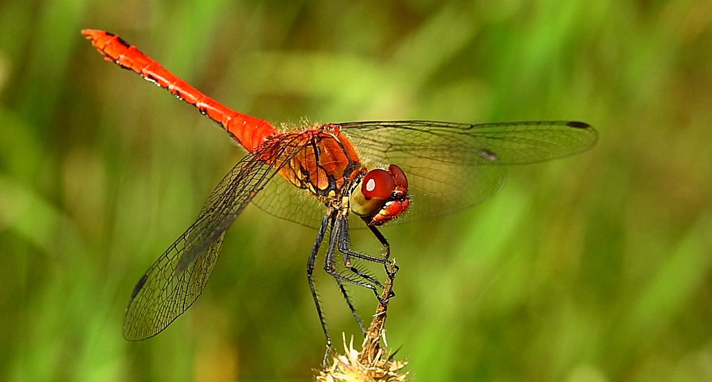 Szablak krwisty (Sympetrum sanguineum)